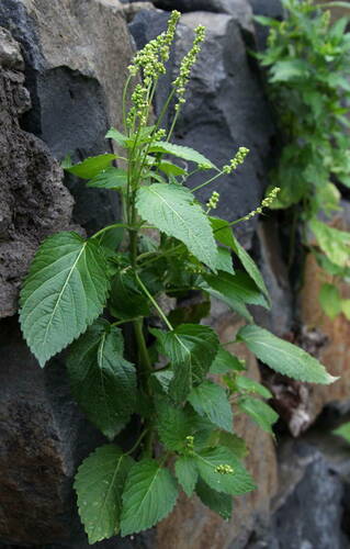 Mercurialis canariensis image