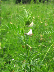 Vicia grandiflora