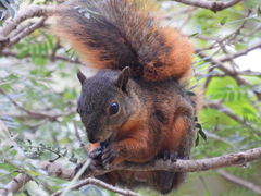 Sciurus granatensis