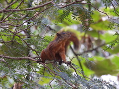 Sciurus granatensis