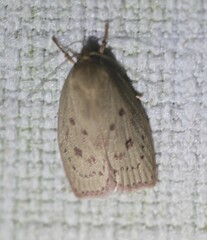 Prionocris protoxantha