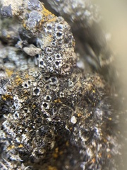 Gyalidea asteriscus