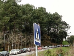 Phoenicurus ochruros