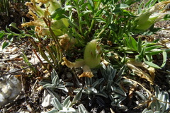 Oxytropis caespitosa