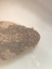Microledrida