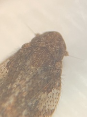 Microledrida
