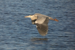 Ardea cinerea