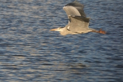 Ardea cinerea