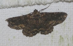 Paradromulia ambigua