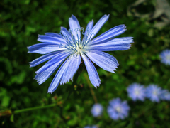 Cichorium intybus
