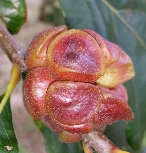 Lobed oak gall wasp photo 3