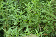 Persicaria robustior