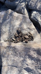 Bassariscus