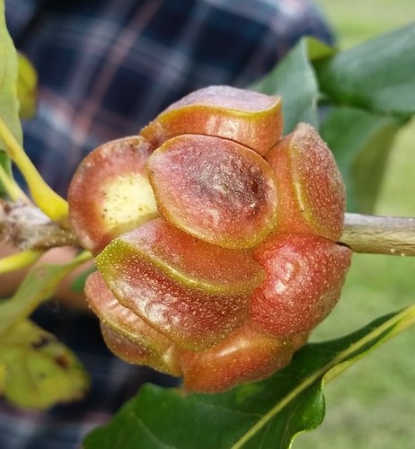 Lobed oak gall wasp photo 5