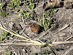 Phyciodes graphica
