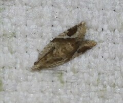 Euphona euphona