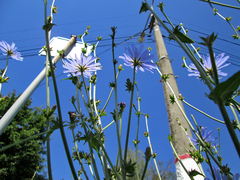 Cichorium intybus