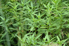 Persicaria robustior