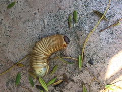 Cotinis mutabilis