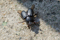 Oryctomorphus maculicollis