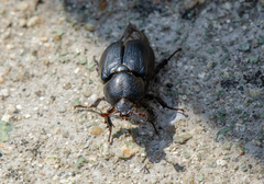 Oryctomorphus maculicollis