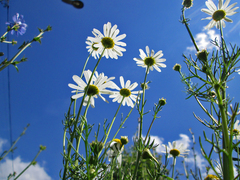 Tripleurospermum inodorum