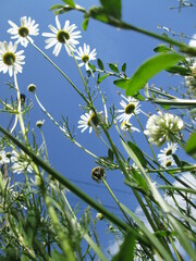 Tripleurospermum inodorum