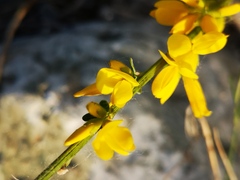 Genista cinerea