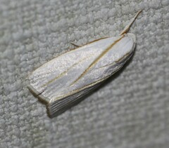 Cryptophasa flavolineata