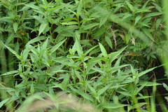 Persicaria robustior