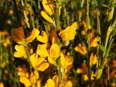 Genista cinerea