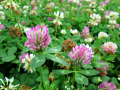 Trifolium pratense