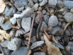 Scolopendridae