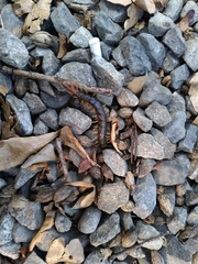 Scolopendridae