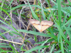 Anachloris subochraria