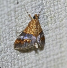 Tetracona amathealis