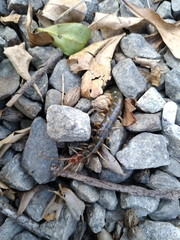 Scolopendridae