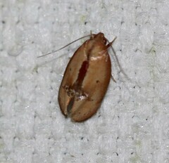Hoplomorpha caminodes