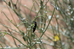 Lydomorphus thoracicus