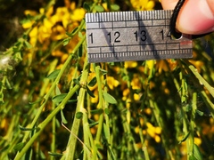 Genista cinerea