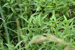 Persicaria robustior