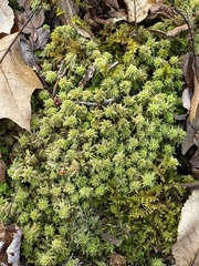 Sphagnum magellanicum