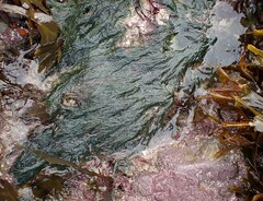 Cladophora rupestris