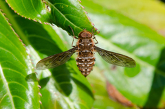 Hyrmophlaeba bellula