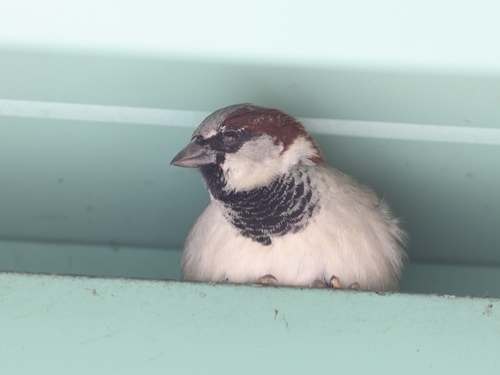 House Sparrow photographed in Florida