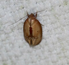 Hoplomorpha caminodes