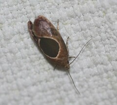 Hoplomorpha abalienella