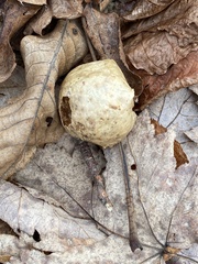 Amphibolips confluenta