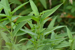 Persicaria robustior