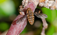 Hyrmophlaeba bellula